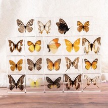 16 Pcs Insect in Resin Specimen Bugs Butterfly Moth Collection Paperweights - $185.30