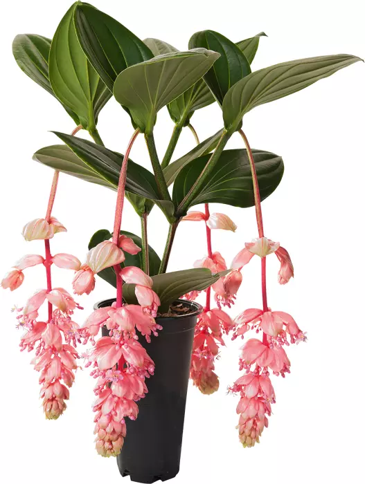 Royal GLOW Magnifica Medinilla Live Well Rooted baby plant - £31.07 GBP