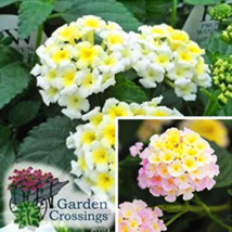 Fresh Seeds 20 Pcs Hot Sale 24 Color Lantana Camara Big Wild Sage Garden Flower  - £8.78 GBP