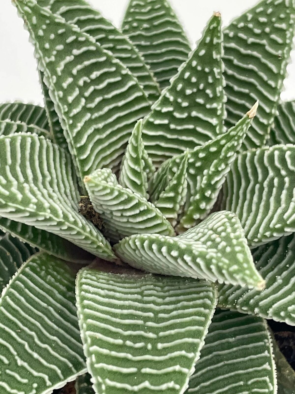 Haworthia Limifolia, Lace Aloe , Variegated White Aloe Plant, Ribbed Freckles, W Item image 3