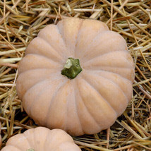 25 Autumn Crown Pumpkin Seeds Planting Fast US Shipping - $10.96