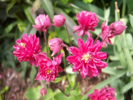 BPA 50 Seeds Clementine Red Double Columbine Aquilegia Vulgaris FlowerFrom USA - £7.91 GBP