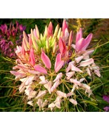 100 Pink Queen Spider Seeds Clome Spinosa Perennial Fresh Gardening - $8.98