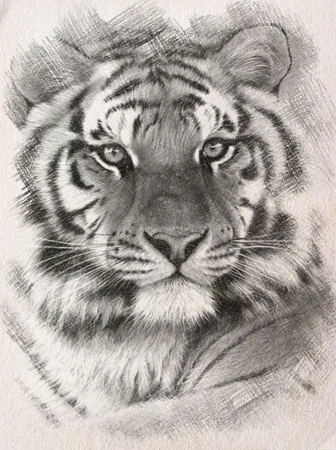 B & W Siberian Tiger Cross Stitch Pattern***L@@K*** - $2.95