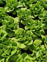 Butterhead Bibb Lettuce Seeds - Sweet, Tender, Easy to Grow 125 - $93.05 MXN