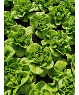 Butterhead Bibb Lettuce Seeds - Sweet, Tender, Easy to Grow 125 - €4,23 EUR