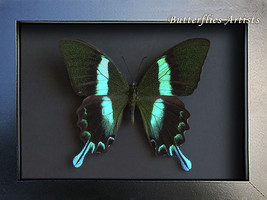 Papilio Blumei Green Buddah Swallowtail Butterfly Framed Entomology Shadowbox - £47.96 GBP