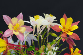 Columbine Mix 202 Seeds All Kinds And Colors Aquilegia Fresh Garden - $13.69