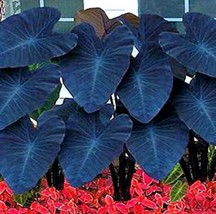 20Seeds Alocasia Macrorrhiza Green Giant Taro Bonsai Seeds Dark Green Color Gard - $9.79