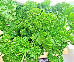 Best 2000 Parsley Spring Seeds Herb Garden Vegetable Heirloom Curled Greens - $8.42