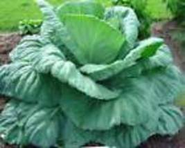 Giant Cabbage Seeds Organic Non Gmo - Heirloom Seeds – Vegetable Seeds 10 Seeds - £8.74 GBP