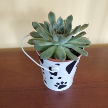 Echeveria Succulent in Tin Bucket with Dog Face, 4" live plant in animal planter image 5