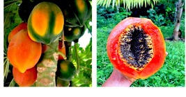 &quot;Caribbean Red&quot; Carica Papaya Fruit Tree 20 Seeds &quot;LARGE MELONS&quot; Indoor Plant - £15.97 GBP