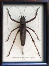 Giant Lobster Cricket Panoploscelis Specularis Female Framed Entomology Display  - £105.54 GBP