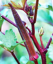 USA SELLER Beautiful Burgundy Okra 30 Seeds Fresh New - £14.63 GBP