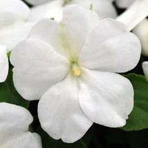 50 Impatiens Seeds Cascade Beauty White Seeds Trailinggarden Beautiful USA Selle - $21.75