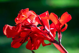 BPA 5 Seeds Red Canna Lily Indian Shot Canna Indica Flower From USA - £7.91 GBP