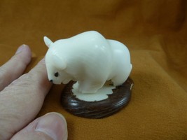 (TNE-BUF-450c) white Buffalo bison TAGUA NUT Figurine Vegetable love buffaloes - £25.40 GBP