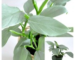Live Plant Philodendron Hastatum Silver Sword Philodendron  - $58.93