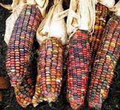 Corn Seed, Rainbow,Ornamental, Indian, Heirloom, Organic 100+ Seeds, Multicolor - £5.45 GBP
