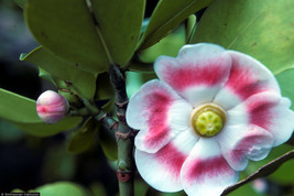 CLUSIA ROSEA major autograph tree exotic balsam apple cuba native seed 10 SEEDS - £7.89 GBP