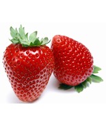 Eversweet Everbearing Strawberry 10 Bare Root Plants - Super Sweet - €31,97 EUR
