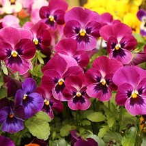 50 Raspberry Blotch Pansy Swiss Giant Viola Wittrockiana Pink Flower Seeds New F - $14.90