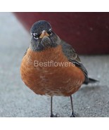 A Robin - 8x10 Unframed Photograph - $24.21 CAD