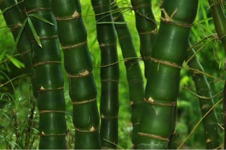50 Fo Du Zhu Bamboo Seeds Privacy Climbing Clumping Shade Screen Easy To... - £11.27 GBP
