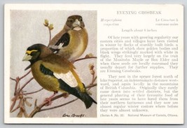 Bird Evening Grosbeak Allan Brooks Artist Signed Art Museum Postcard M22 - £4.44 GBP