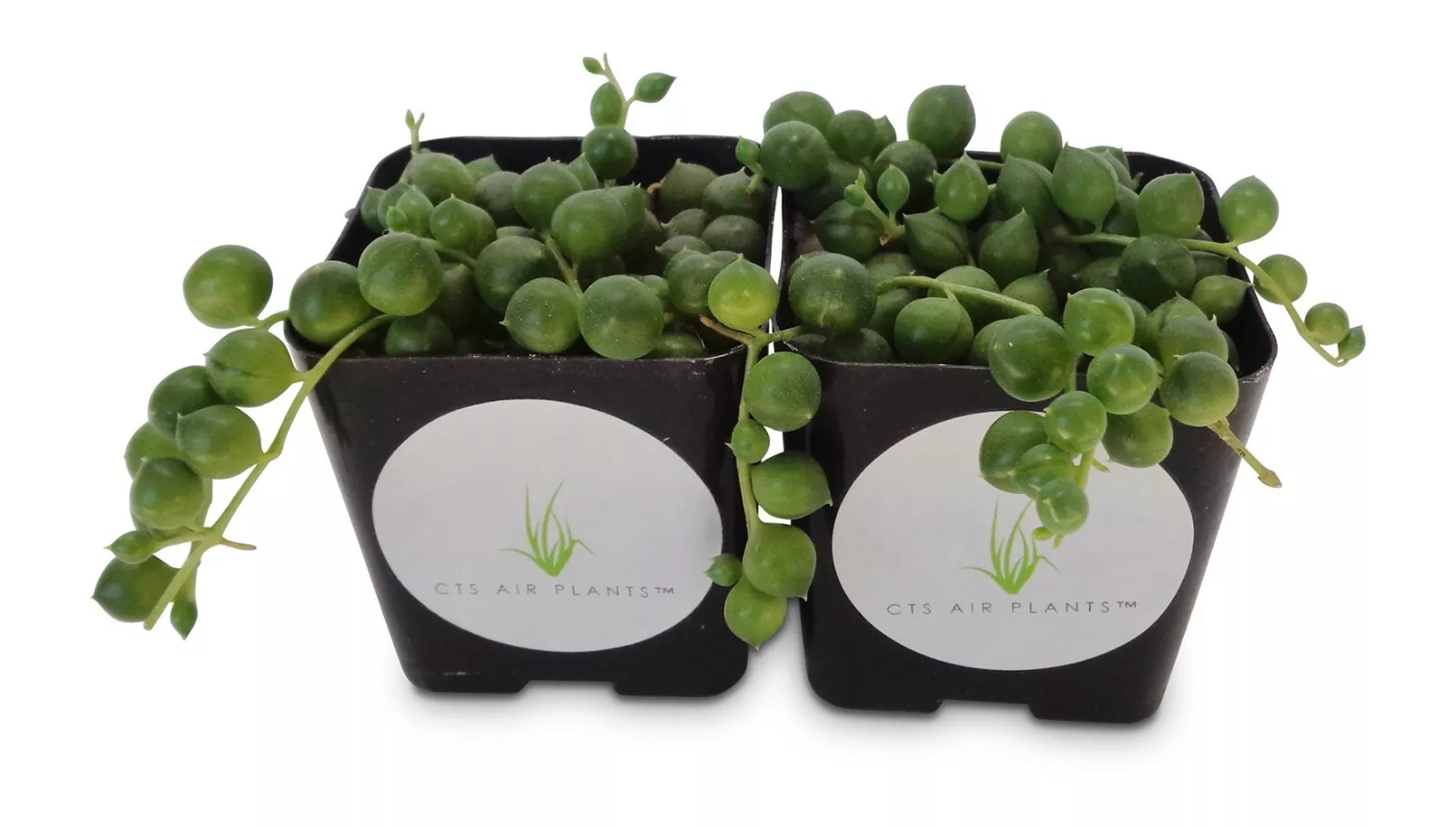 String of Pearls Succulents Senecio Rowleyanus 2 Pack in 2&quot; Pots USA Sel... - $27.80