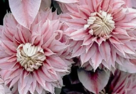 RAFH 25 Seeds Double Light Pink Clematis Flowers Beautiful Gardening USA... - $10.52