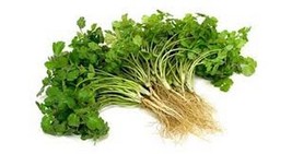 Grow In US 100 Seeds Coriander(Coriandrum Sativum Santo)  - £6.76 GBP