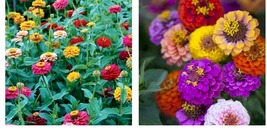 600 Seeds Zinnia Dwarf Button Box Container Dainty 6 Colors Seeds - £21.34 GBP
