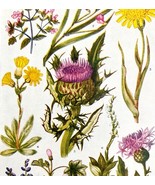 Beautiful Wildflowers 1940s Color Plate Print Plants In Nature #5 DWT12A - $548.28 MXN