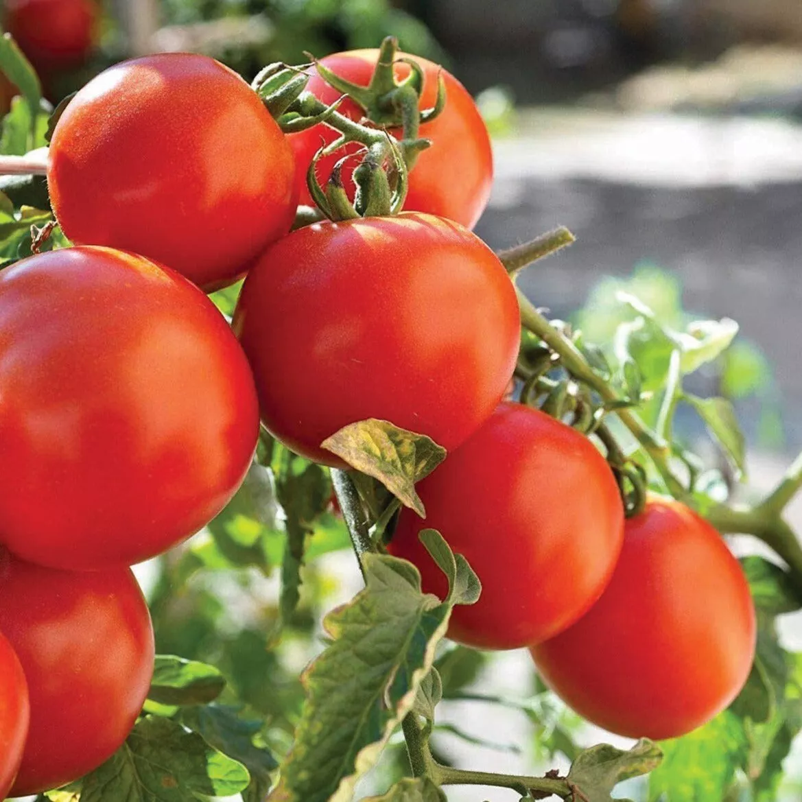  50+ Seeds Marglobe Tomato Seeds | NON-GMO | Fast shipping | - £5.58 GBP