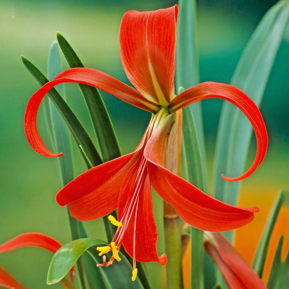 Aztec Lily Sprekelia Flower Bulbs - £30.08 GBP