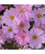 200+ Apollo Lovesong Cosmos Seeds | Romantic Garden Flowers - €14,28 EUR