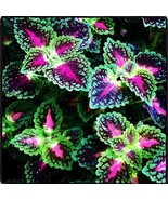 200 Seeds Janpanese Bonsai Coleus Plant Rainbow Dragon Foliage Plant - $288.84 MXN