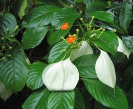 Sander&#39;s Forest Flag - Mussaenda sanderiana - 100+ seeds - Samen - W 222 - $87.90 MXN