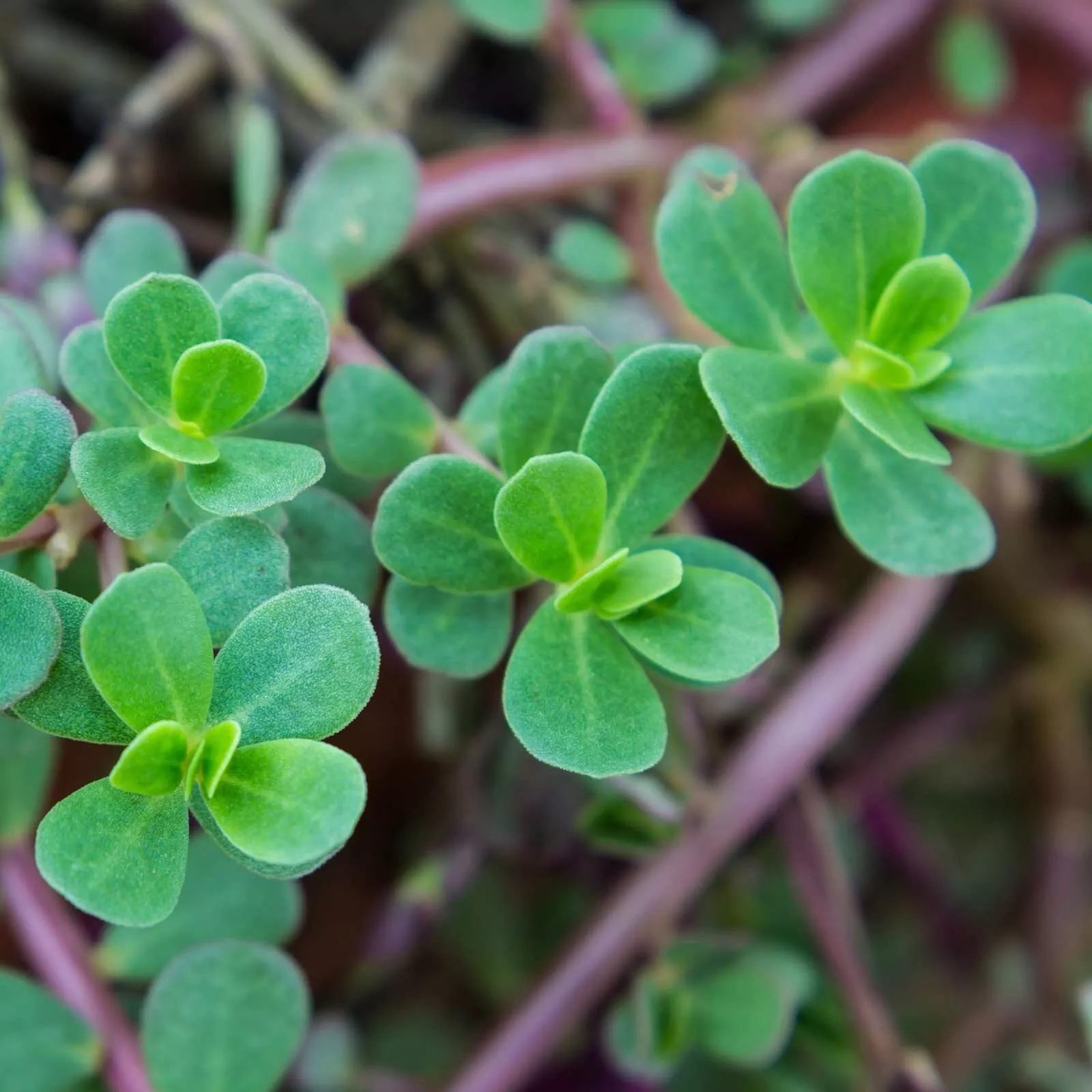 SYST 2000 Seeds Green Purslane Non Gmo Heirloom Seed Catalog Home Garden - £7.06 GBP