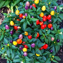 Prairie Fire Chili Seeds - Intense Heat, 5 Premium Seeds for Planting, Ideal for - £5.08 GBP