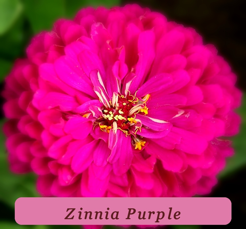 Beautiful Purple Top Quality Prince Zinnia Seeds 100+ Seeds Non-Gmo - $3.02