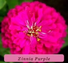 7501 zinnia purple pop thumb200
