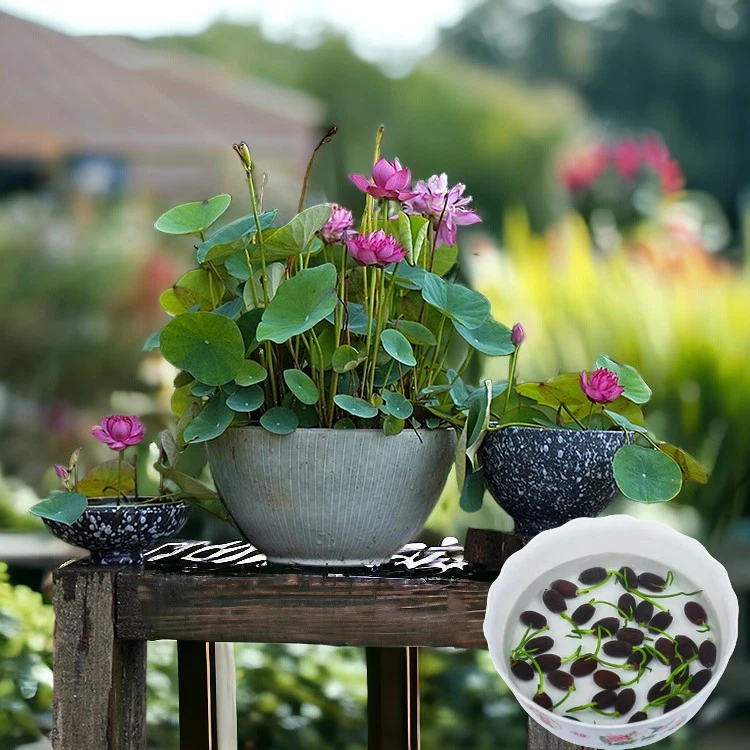 10pcs Germinated Lotus Seeds, Ready to Plant - Mixed Color Bonsai Bowl L... - $23.28