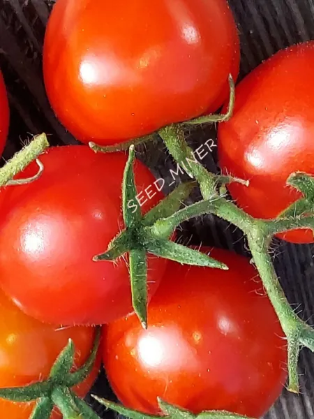 Tomato Cherry Er&#39;S Delight 15 Seeds Organic Non-Gmo Heirloom Garden - $74.70 MXN