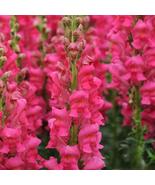 1000+ Potomac Cherry Rose Snapdragon Seeds | Vibrant Garden Flowers - $23.13 CAD