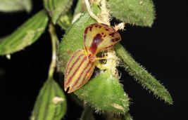 LEPANTHES PILOSELLA PENDULOUS MINI MINIATURE ORCHID MOUNTED - £40.63 GBP