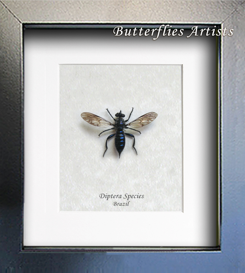 Diptera Species Rare Metallic Blue True Fly Entomology Collectible Shado... - $69.99
