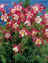 50 Pcs Crimson Star Columbine Flower Seeds #MNSS - £11.98 GBP